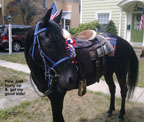 JULY 4TH PARADE
