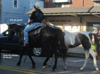 HORSE TRADING DAYS 2011